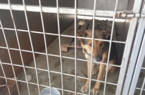 Прокуратурата проверява незаконен развъдник на кучета в Маломир