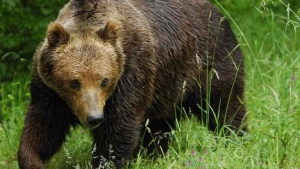 Кафява мечка рани двама насред град в Румъния