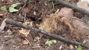 50 сигнала за паднали дървета у нас