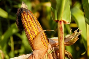 Сключиха сделка за биологично сертифицирана царевица