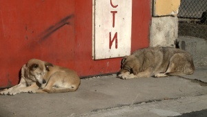 В Перник разследват смъртта на 19 кучета