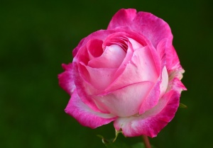 Учени доказаха защо е полезно да спрем за миг и да помиришем розите