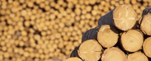 Нова телефонна измама - евтини дърва срещу предварително плащане