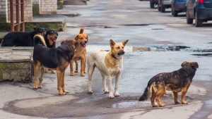 Тръгват на лов за бездомни кучета в Хасково