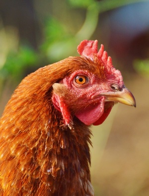 90 000 птици унищожени заради птичия грип у нас