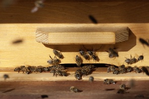 Пчеларите получават около 2,4 млн. лв. държавна помощ „де минимис“