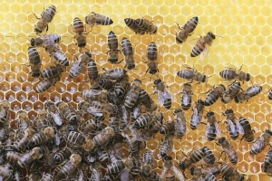 Държавата отпуска над 2 млн. лв. помощ за пчеларите