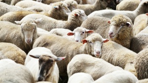 400 овце пострадаха при катастрофа край Разград
