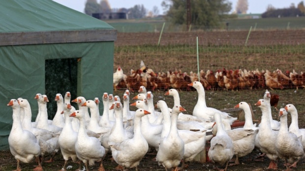 Ликвидират десетки хиляди птици в Ямболско заради птичи грип