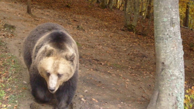 Нови седем нападения на мечки в Смолянско преди зимния сън