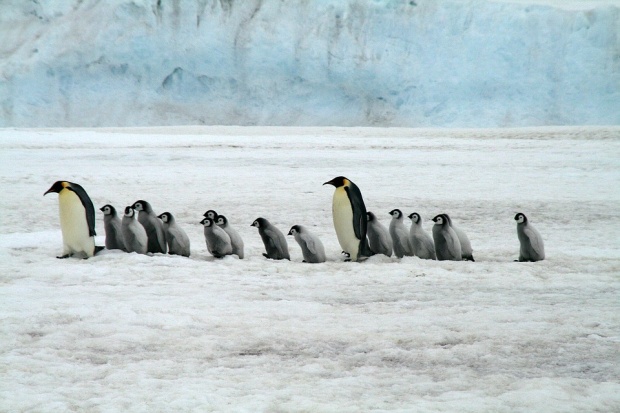 Започва 26-тата антарктическа експедиция