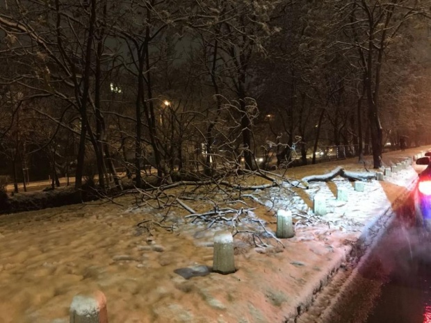 Натежали от снега клони потрошиха автомобили в столицата