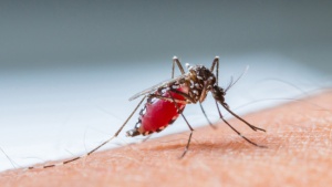 Американската военна агенция инвестира в генно инженерство срещу малария