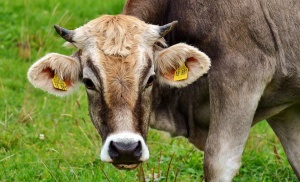 Европа постигна трайни резултати в изкореняването на болестта луда крава