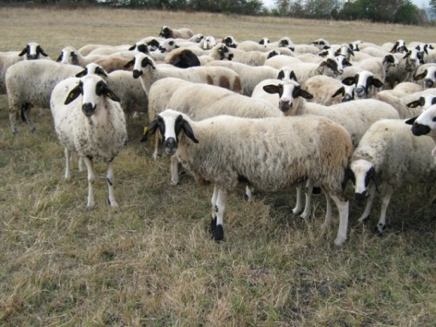 Хиляди левове субсидии се източват с овце-фантоми