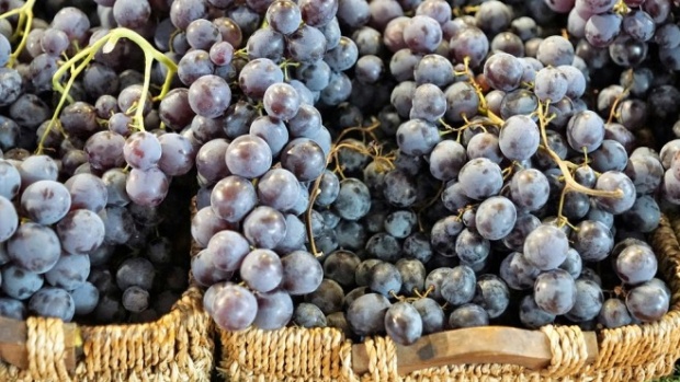 Японски туристи плащат, за да берат грозде в България