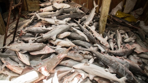 Стотици мъртви акули открити на ирански остров