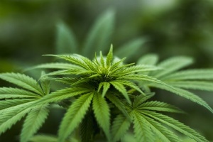 Легализират марихуаната в Калифорния