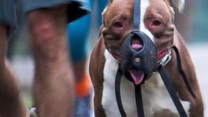 Пореден сигнал за кървави кучешки боеве - питбули срещу бездомни