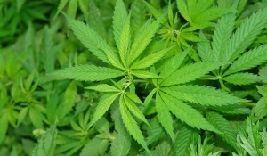 Австралия започва да изнася марихуана
