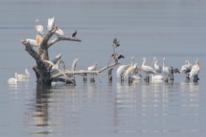 Първите пеликани вече са в резервата "Сребърна"