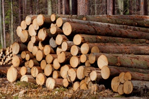 Дърводобивни фирми излязоха на протест