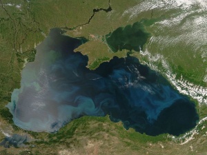 Половината видове в Черноморския басейн застрашени от изчезване до края на века