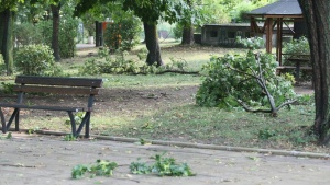 Аварийни екипи почистват паднали клони и дървета в столицата
