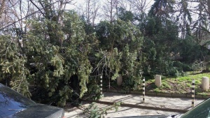 Близо 50 сигнала за паднали клони и дървета в столицата за часове