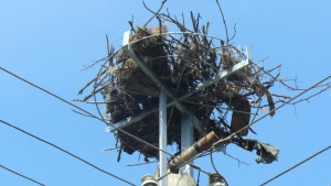 195 са защитените щъркелови гнезда по стълбовете в Югоизточна България
