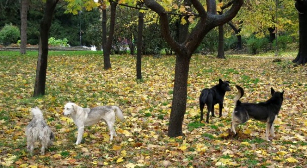 Рестартират осиновителските акции на кучета в София