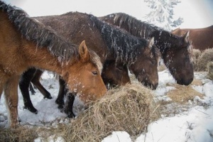 Бедстващите коне в Осоговската очакват био сертификат