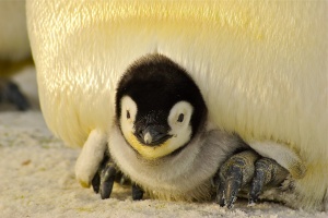 Хиляди пингвини са намерени мъртви по новозеландското крайбрежие