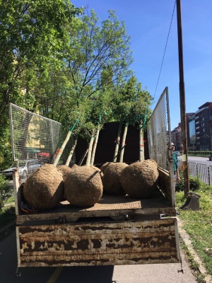 60 нови дървета бяха засадени по софийски улици и булеварди