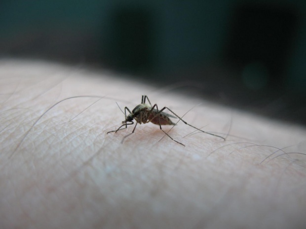 Извършват се обработки срещу кърлежи и комари