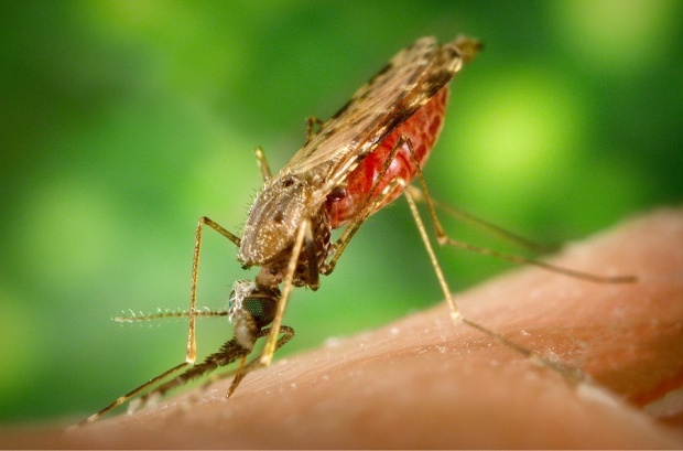 Увеличили са се случаите на малария в конфликтните зони