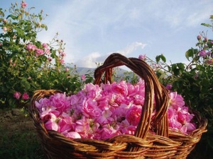 Производителите на маслодайни рози ще протестират заради ниска цена