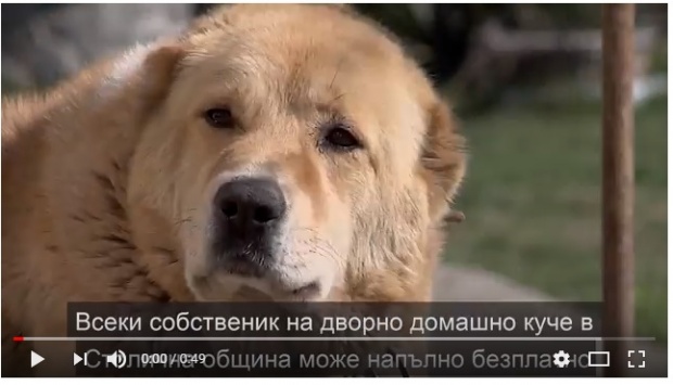 Безплатно кастрират и ваксинират домашни дворни кучета в София