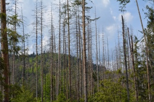 Продължава приемът на проекти за справяне с щетите по горите от природни бедствия