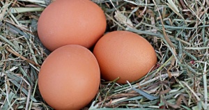 Няма опасност за здравето от заразените с птичи грип яйца