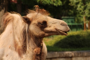 Нова камила ще радва посетителите на зоопарка в София