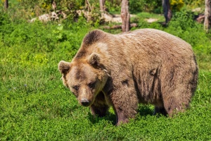 Мечок избяга от зоопарка в Димитровград