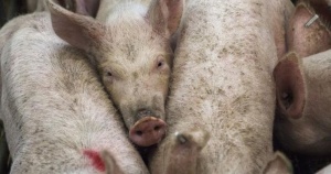 АБХ: До август в България може да има първо огнище на африканска чума по свинете 0