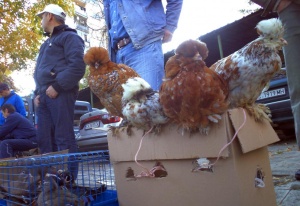 Нелегален пазар за животни бе разбит във Варна