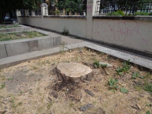 След ремонта: Дърветата край "Граф Игнатиев" значително намаляха