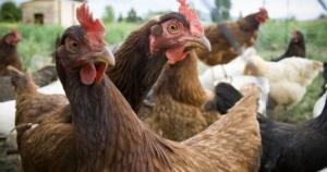 Ново огнище на птичи грип в Добричко