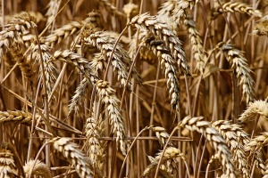 Дъждовете намалиха реколтата от пшеница с 1 милион тон