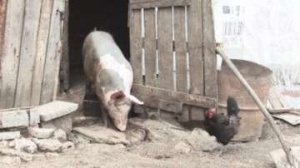 Спешни мерки срещу африканската чума по свинете в Сливо поле