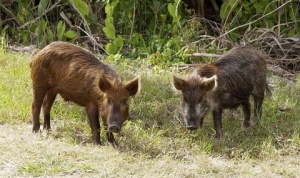 Вълча урина ще спира набезите на дивите прасета от Румъния