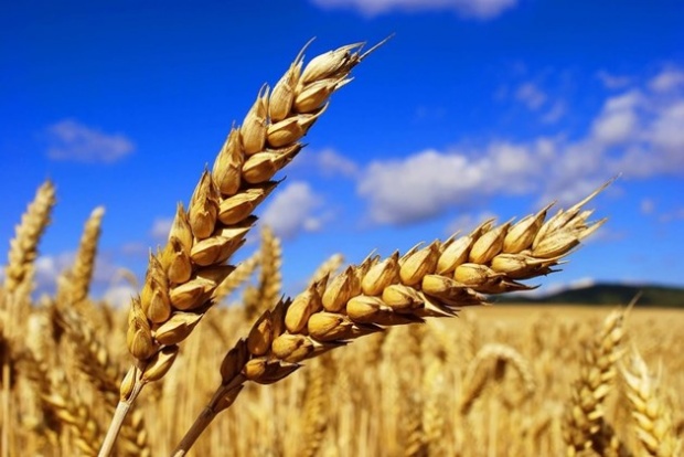 Тази година пшеницата ще е по-малко и с по-ниско качество